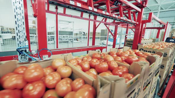 Cardboard Boxes with Tomatoes Are Moving Along the Transporter