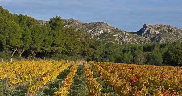 Mountains of the Alpilles overlooking the vineyards, Saint Remy de Provence, France