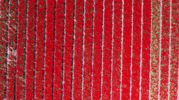 Aerial View of Tulip Bulb-fields in Springtime, Holland, the Netherlands
