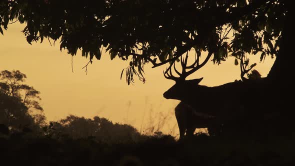 Silhouette of Male Red Deer Stag (cervus elaphus) and its antlers during bright orange sunset in the