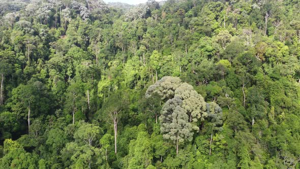 Aerial sliding and view the Malaysia green forest