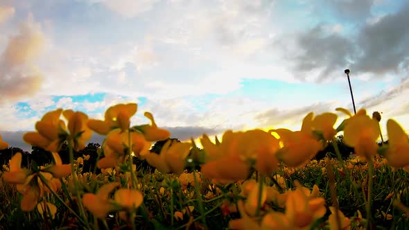 Beautiful landscape with yellow wild flowers and clouds. Time lapse, low POV