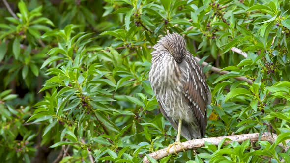 A cute juvenile Black-crowned night heron falling asleep while standing on a tree