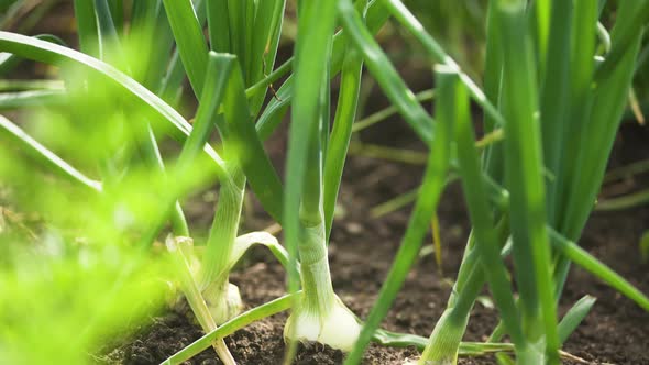 Row of white bulb mature raw green onions planted in brown soil in garden with spectacular sunlight