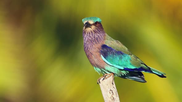 Indian roller in Sri Lanka