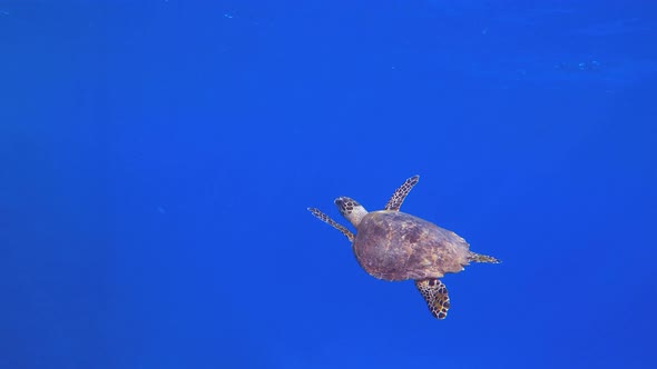 Turtle Undersea Blue Sea