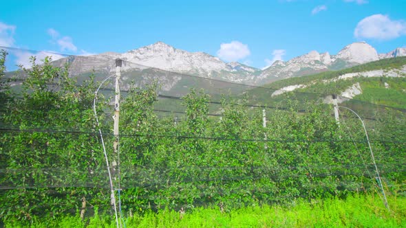 Rows of Apple Trees Grow on Plantation Covered with Mesh