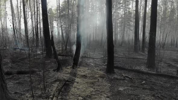 Scorched Earth and Tree Trunks After a Spring Fire in Forest