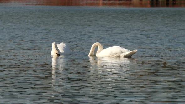 Swan