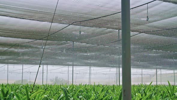 Slow motion - water sprinkers watering Amaryllis plants inside a greenhouse