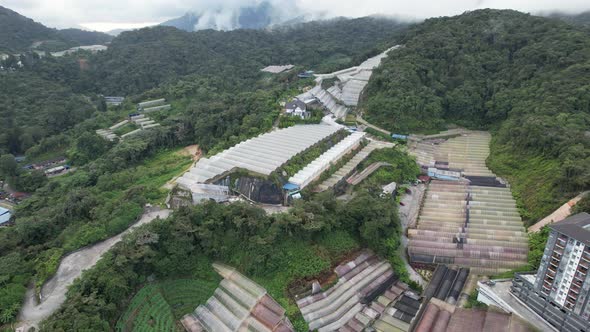 Cameron Highlands, Pahang Malaysia