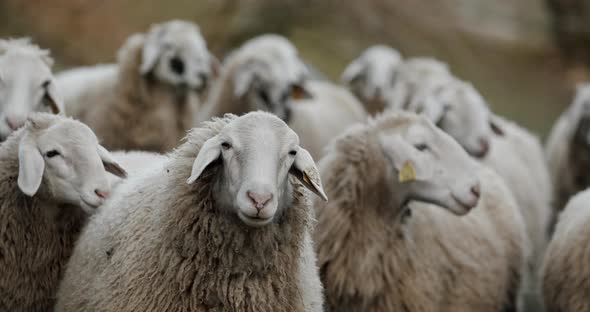 A Herd of Sheep Standing on Top of a Field Looking Around in Slow Motion