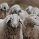 A Herd of Sheep Standing on Top of a Field Looking Around in Slow Motion - VideoHive Item for Sale