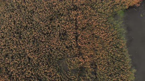 AERIAL: Reveal Shot of Golden Color Marsh Grass on Sunrise