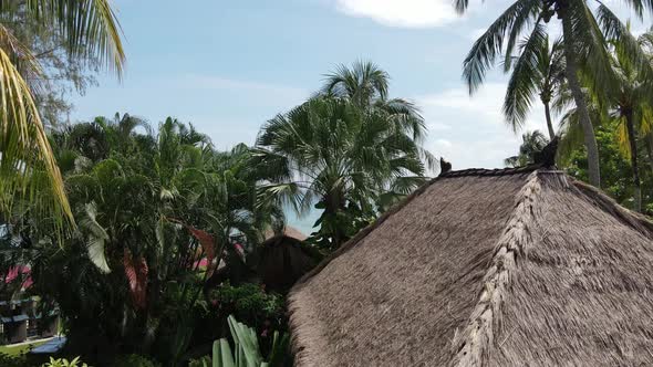 Drone flying towards beach and passing through coconut tree and garden