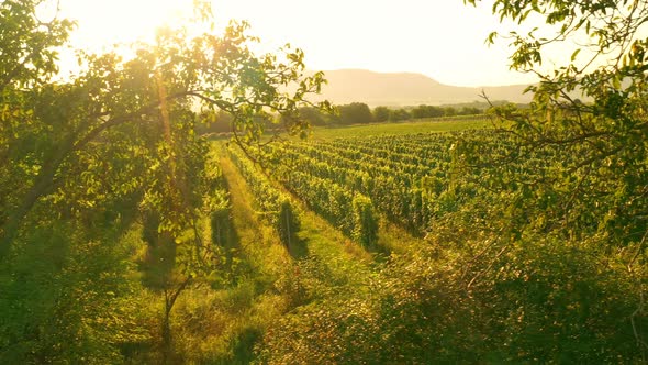 Aerial Drone Shot of Sunny Wineyard at Sunrise