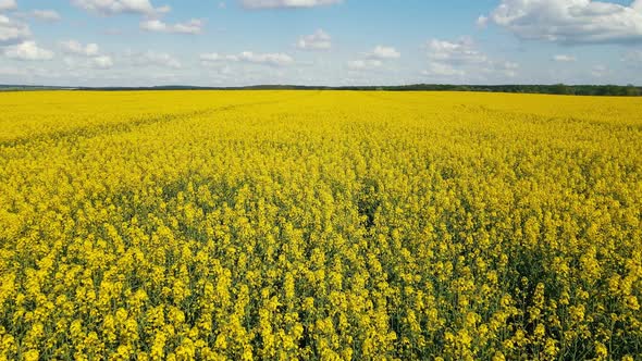 Aerial View Rich Harvest of Blooming Yellow Rapeseed with Blue Sky and Clouds