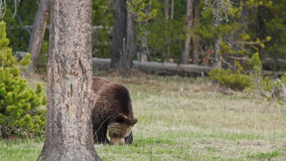 Huge Brown Grizzly Bear is Searching for the Food in Green Pine Forest  USA