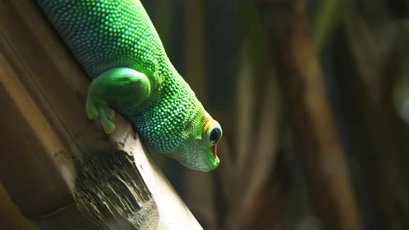 side view of a madagascar giant day gecko on a bamboo stem