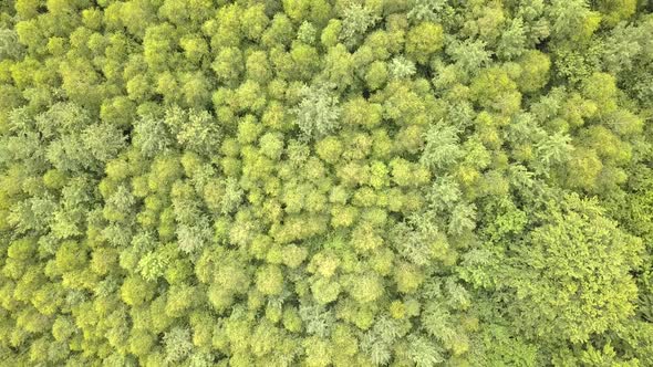 Top down aerial view of green summer forest with many fresh trees.