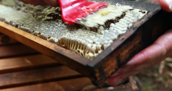 Beekeeper extracting honey from honeycomb in apiary