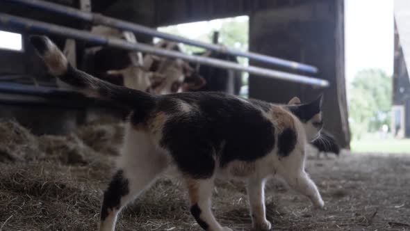 Slow Motion Footage of a Farm Cat Moving Through Hay, Next to a Herd of Cows