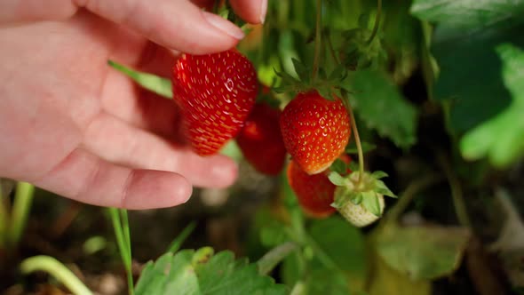 Farmer's hands picking organic strawberries from the bush close-up