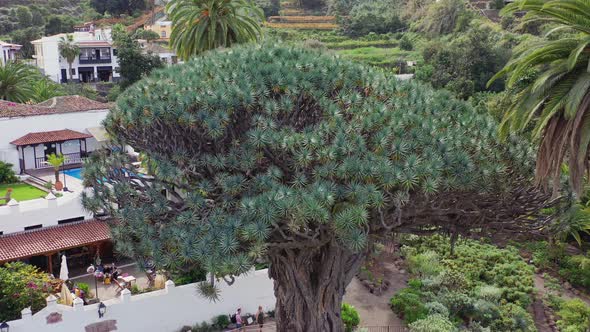 El Drago Milenario, the oldest specimen of the Dragon tree, dracaena draco, on the island of Tenerif