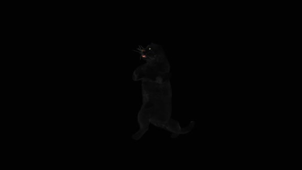 Panther Dancing HD