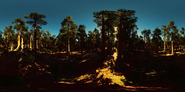 VR360 in Sequoia National Park