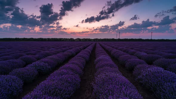 Time lapse from night to day over a blooming lavender field