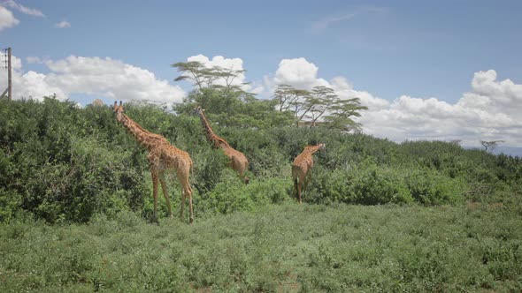 Giraffes Sway the Leaves of Trees