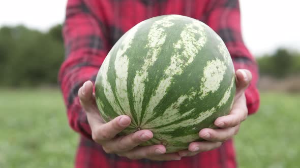 A farmer holds a ripe watermelon in his hands in an agricultural field. The concept of organic healt