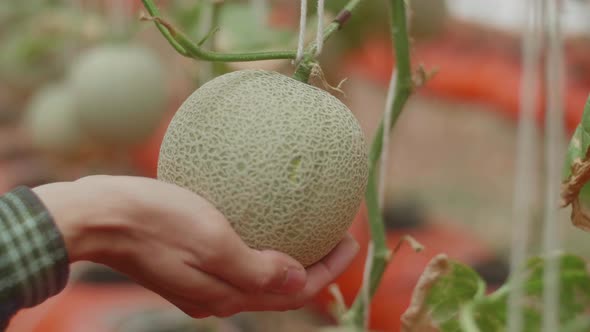A Melon In The Hands Of A Man In Green House Of Melon Farm