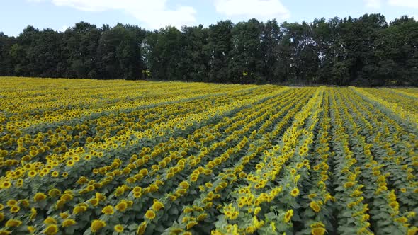 Aerial View of a Field with Sunflowers