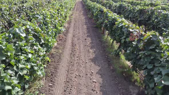 Slow Flight Between Rows of Vineyards