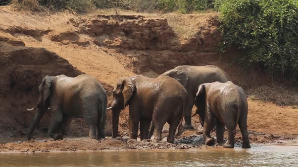 Elephants Spraying Mud - Kruger National Park