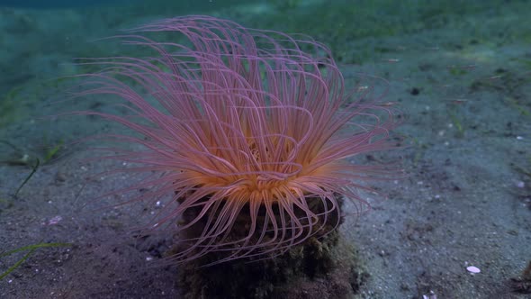 Vivid purple and pink sea anemone on sandy ocean floor