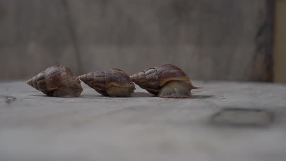 Timelapse Shot of Three Snails on a Wooden Background. Business Startup Concept. Jetpack Concept