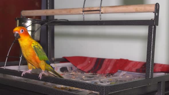 Adorable Sun Conure Parrot is Lovely Parrot