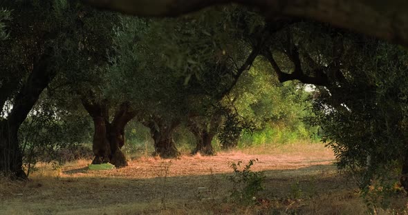 Field with olive trees at sunset.