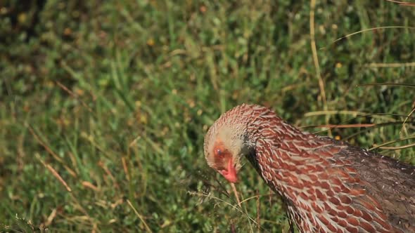 Jackson's Spurfowl (Francolin) bird eating on a grassland in the Kenyan bush, Africa