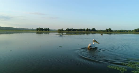 Chasing a swimming pelican with drone over water