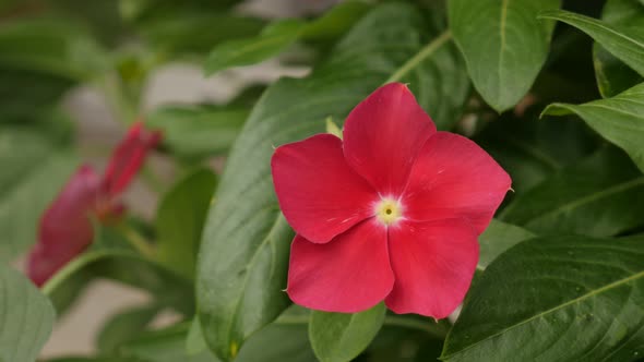 Close-up of red jewelweed  plant petals  4K 2160p 30fps UltraHD footage - Elegant Impatiens  flower  alt