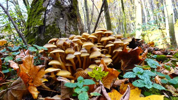 Honey Fungus Mushrooms 25
