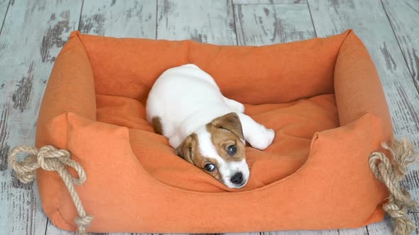 Cute Puppy Jump in a Couch