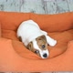 Cute Puppy Jump in a Couch - VideoHive Item for Sale