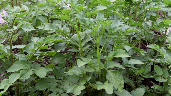 Flowering Bushes with Potatoes on the Beds