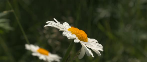 Closeup of Beautiful Daisy on Background of Greenery