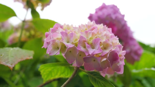 Natural Pink Hydrangea Against The Sky 